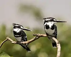 Pied kingfishers