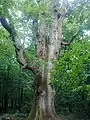 sentinel oak