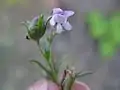 flower of Chaenorhinum minus in Germany