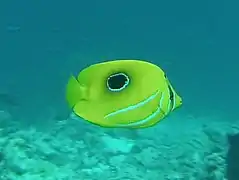 Bluelashed butterflyfish (Chaetodon bennetti)