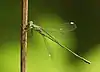 Chalcolestes viridis