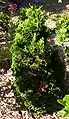 C. obtusa 'Nana Gracilis'