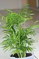 As a houseplant