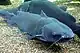 Channel catfish (Ictalurus punctatus)