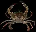 Charybdis lucifera dorsal