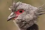 Head