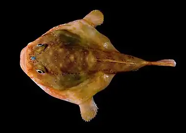 Image 11Redeye gaperPhoto: Steve Ross, NOAA Office of Ocean ExplorationThe redeye gaper (Chaunax stigmaeus) is a sedentary species of anglerfish native to deep waters in the western North Atlantic from the Georges Bank off New England southward to the Blake Plateau off South Carolina. It is a sedentary ambush predator that spends most of its time resting on the sea floor on its pectoral and pelvic fins, moving only to capture prey or avoid predators.More selected pictures