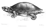 Emydura macquarii krefftii(Gray, 1871),Philibert Charles Berjeau, 1872.