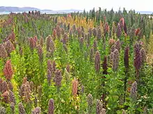 Image 1Quinoa field near Lake Titicaca. Bolivia is the world's second largest producer of quinoa. (from Economy of Bolivia)