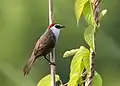 Image 30The chestnut-capped babbler (Timalia pileata) is a passerine bird of the Timaliidae. It is monotypic within the genus Timalia. The pictured specimen of this native bird of Bangladesh was photographed at Himchari National Garden, Cox's Bazar.Photo Credit: Syedabbas321