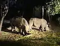 Rhinoceros in Savanna Safari Zone