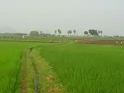 Crop lands in village