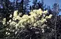 Shrub in flower
