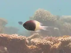 Half-and-half chromis Chromis fieldi