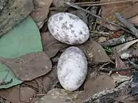 Eggs on leaves