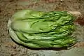 Puntarelle, the prized central stalks of the Catalogna endive