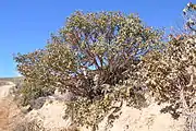 General view of the shrub.