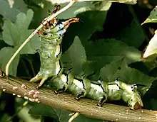 Larva