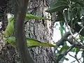 City bird sanctuary, Chandigarh, India