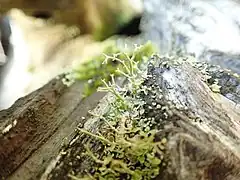 Cladonia furcata, with branched podetia