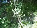 A birch tree, one of the many species of tree on the reserve