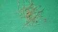 Achenes