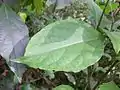 leaves, Mount Keira, Australia