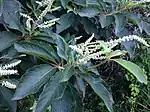 Detail of leaves and flowers
