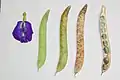 Flower and pods in different states of ripeness