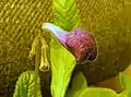 An unopened Streptocarpus bud showing hairs, Streptocarpus 'Anderson's Nightway'