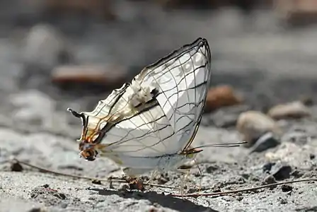 Ventral view