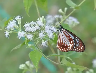 Ventral view