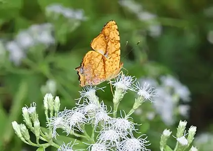 Ventral view