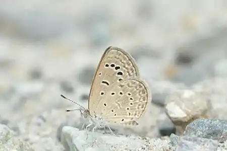 Ventral view