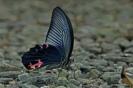 Ventral view