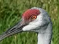 Sandhill Crane