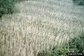 Damage