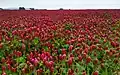 Clover farm in St. Paul, Oregon, USA, May 24, 2022