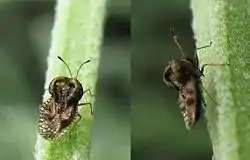Adult specimen of a small (about 2 mm) species of lace bug on Lavandula near Cape Town in South Africa: Left, dorsal view; right, lateral view, showing proboscis and dorsal protuberances