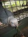 A galah × corella hybrid