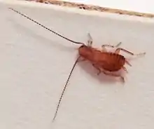 3&nbsp;millimeter cockroach nymph