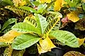 C. variegatum in Miyako-jimacode: jpn promoted to code: ja , Okinawa Prefecture, Japan