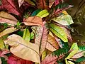 C. variegatum in Miyako-jimacode: jpn promoted to code: ja , Okinawa Prefecture