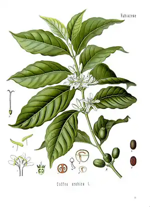 Illustration of a single branch of a plant. Broad, ribbed leaves are accented by small white flowers at the base of the stalk. On the edge of the drawing are cutaway diagrams of parts of the plant.