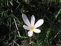Colchicum alpinum in Les Grandes Rousses (Oisans)