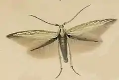 Coleophora ornatipennella. Illustration from Stainton’s Natural History of the Tineina (1859)