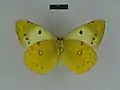 C. e. erate Ventral view (female)
