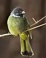 Collared finchbill, Spizixos semitorques