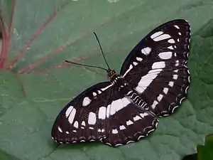 Dorsal view