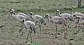Adults and immatures at Keoladeo National Park, India